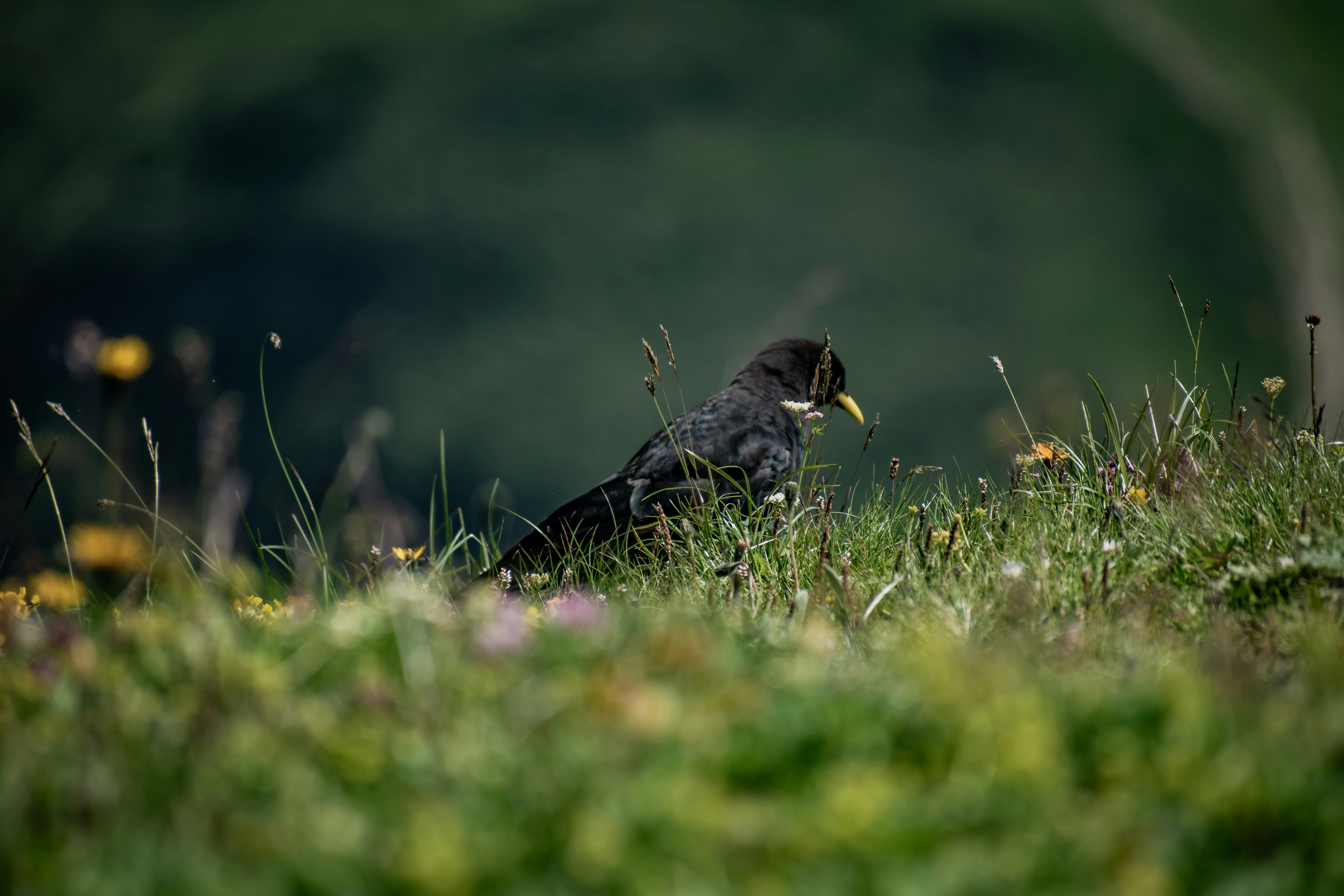 black bird on green grass during daytime